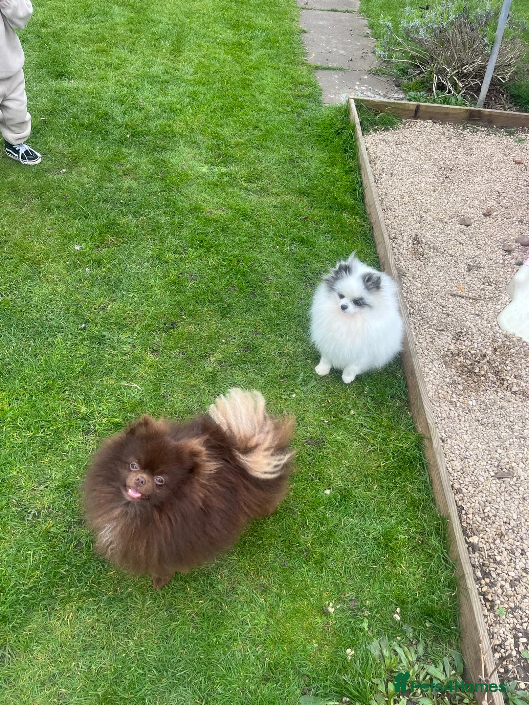 Pomeranian dogs for stud: Pomeranian for stud  in Pershore - Advert 4
