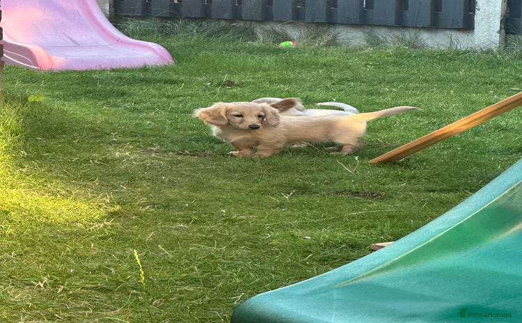 Miniature Dachshund dogs - Advert 4