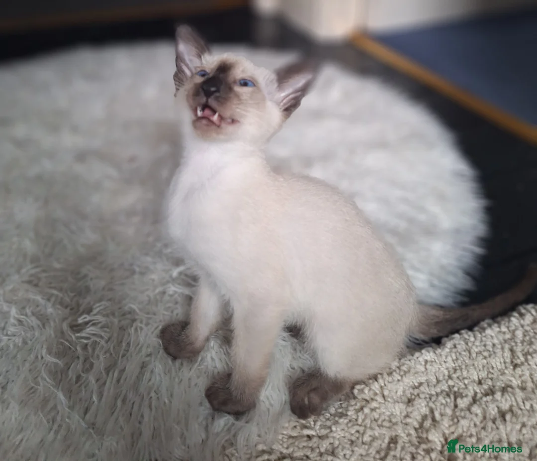 Siamese cats for sale:  Chocolate point and lilac point Siamese kittens - Advert 1