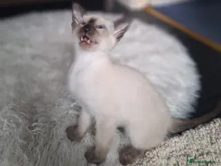Siamese cats Cocolate point and lilac point Siamese kittens - Advert 7