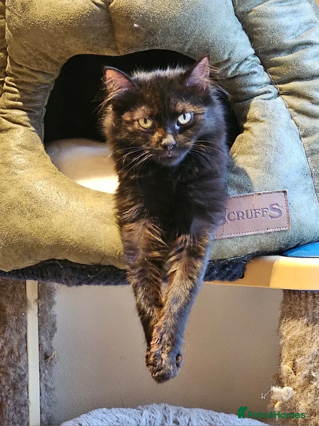 Mixed Breed cats for adoption: Beautiful Scraggy looking for forever home in Hook - Advert 2