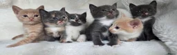 British Shorthair cats for sale: MIXED British Shorthair - Advert 1