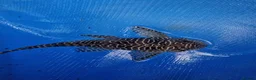 Plecos fish for sale: Queen Arabesque adult female plecos - Advert 4