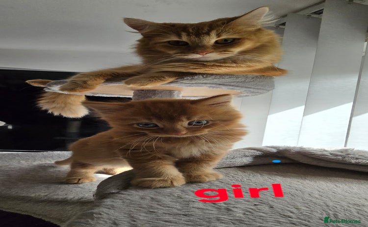 Maine Coon cats - Advert 1