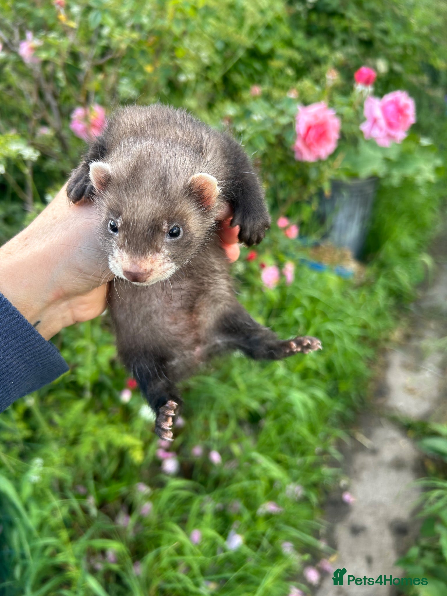 Ferret rodents for sale: KIT FERRETS FOR SALE  - Advert 1