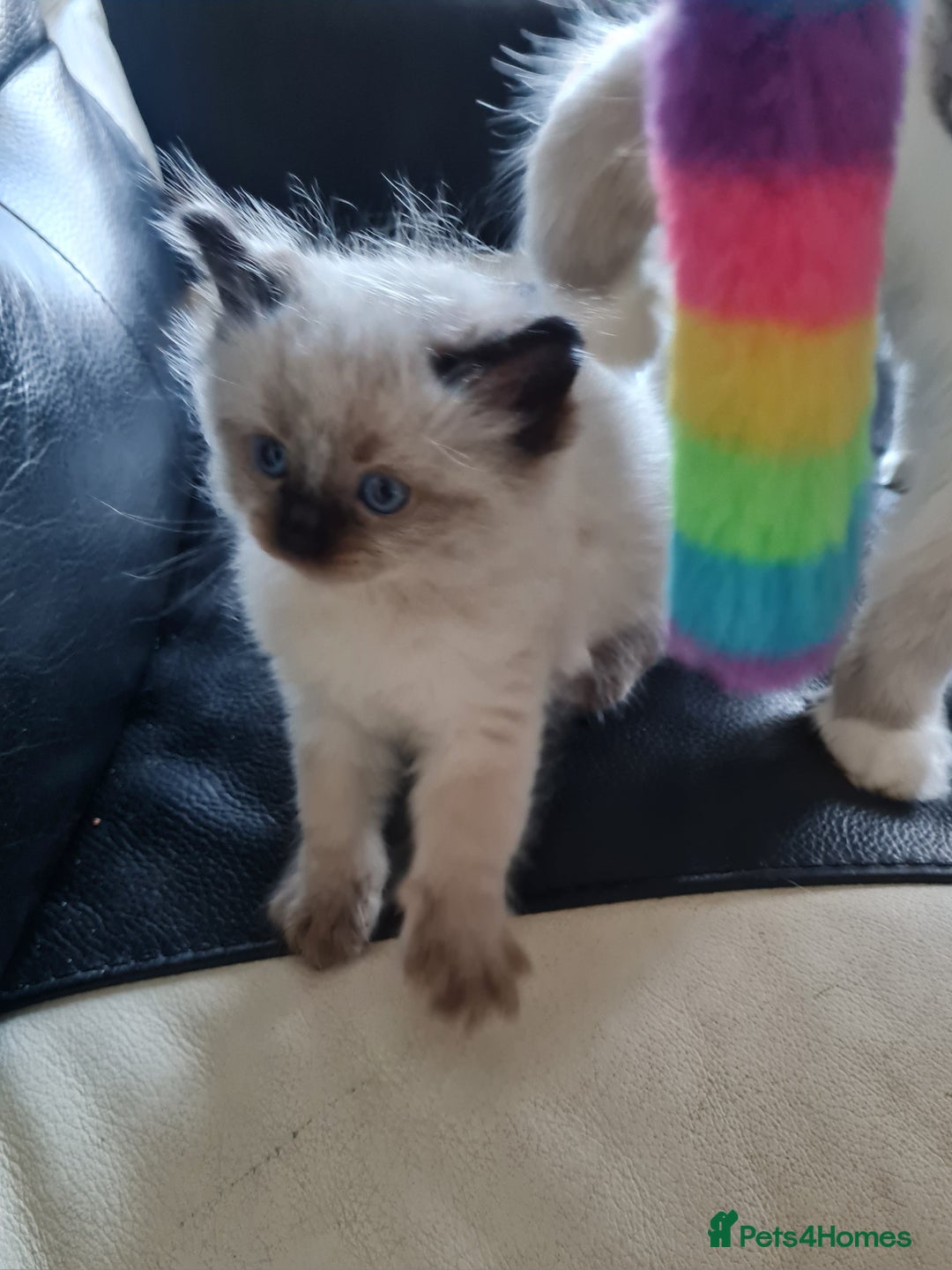 Ragdoll cats for sale: Ragdoll kittens for sale  - Advert 8