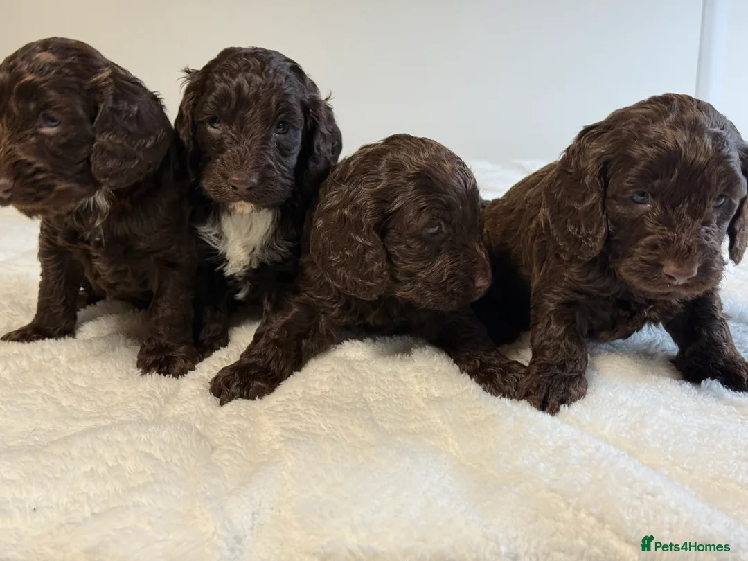 Cockapoo dogs for sale: F1 Show Cocker Cockapoo Choc Drops  - Advert 3