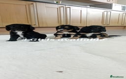 Cocker Spaniel dogs for sale: QUALITY COCKER SPANIAL PUPPIES VARIOUS COLOURS - Image 25