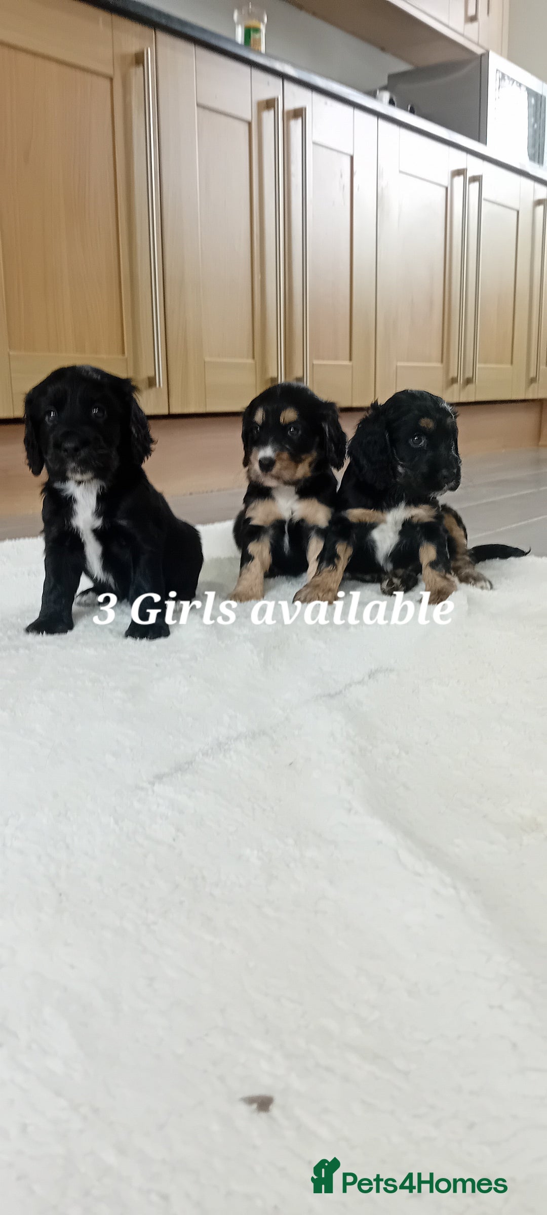 Cocker Spaniel dogs for sale: QUALITY COCKER SPANIAL PUPPIES VARIOUS COLOURS - Image 25