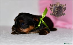 Yorkshire Terrier dogs for sale: KC REGISTERED DNA TESTED PARENTS MINIATURE YORKIES - Image 8