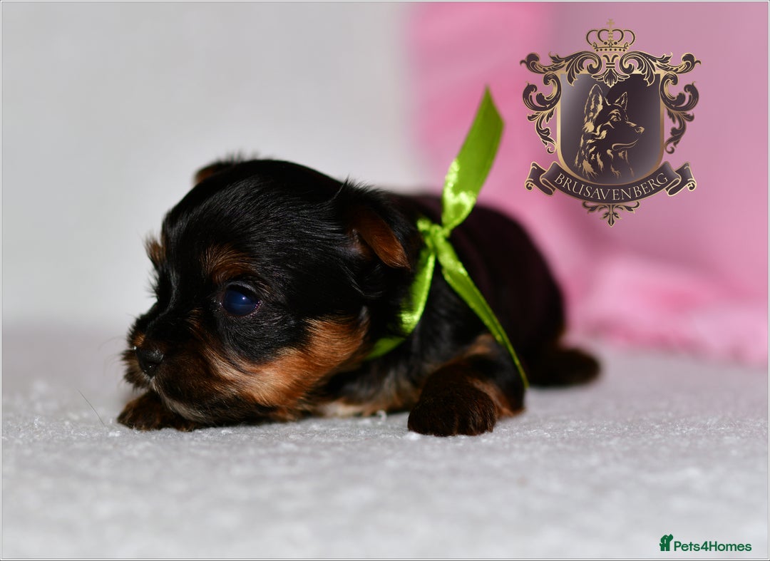 Yorkshire Terrier dogs for sale: KC REGISTERED DNA TESTED PARENTS MINIATURE YORKIES - Image 8