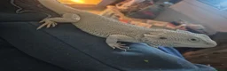 Bearded Dragon reptiles for sale: BeardedDragonsHighContrast HypoMorphsdoubleHetZero - Advert 7