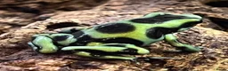 Frog reptiles for sale: Green and black dart frog multi deals - Advert 2
