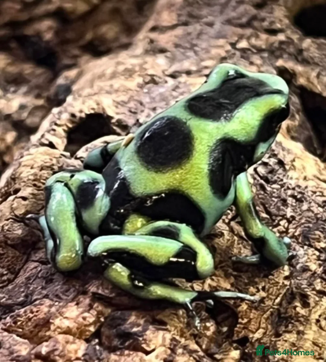 Frog reptiles for sale: Green and black dart frog multi deals - Advert 2