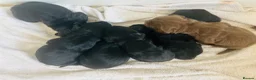 Cocker Spaniel dogs for sale: Quality Working Cocker Spaniel Puppies in Shrewsbury - Advert 4