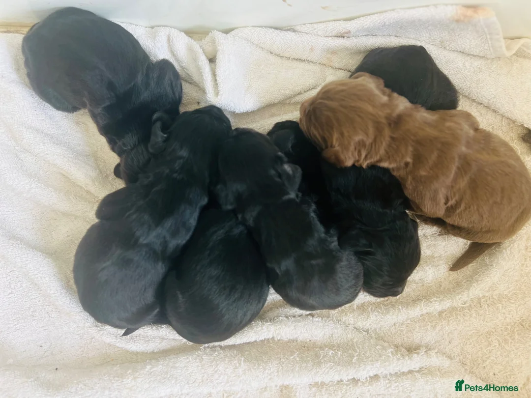 Cocker Spaniel dogs for sale: Quality Working Cocker Spaniel Puppies in Shrewsbury - Advert 4