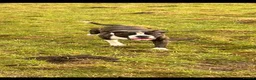 Mixed Breed dogs for sale: MURPHY  - Advert 6