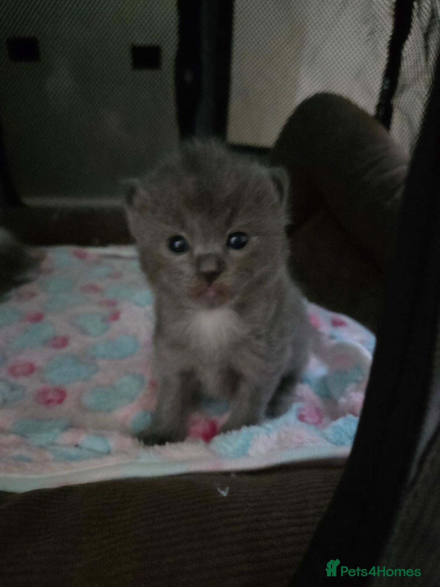 Ragdoll cats for sale: 1 rare blue solid pedigree ragdoll left 💙 - Advert 2