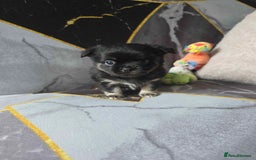 Chihuahua dogs for sale: 3 Adorable little princes chihuahua puppies - Image 9