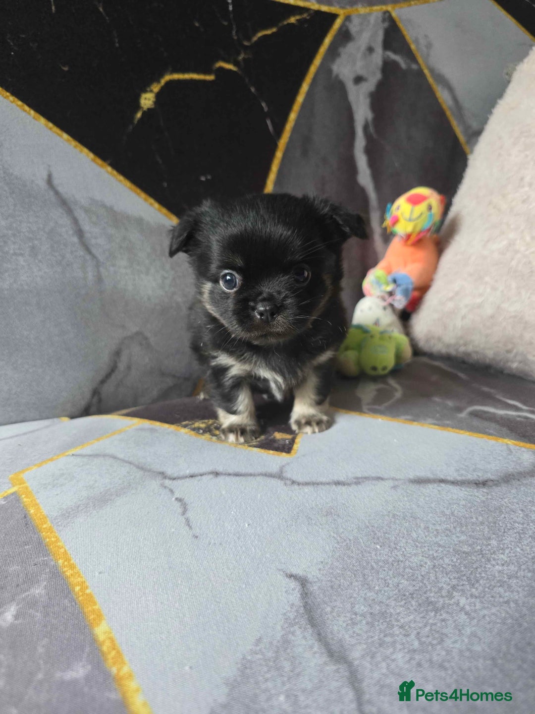 Chihuahua dogs for sale: 3 Adorable little princes chihuahua puppies - Image 9