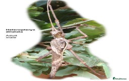Stick Insects invertebrates for sale: Jungle Nymph Stick Insects - Large Juvenile Pair!! - Image 7