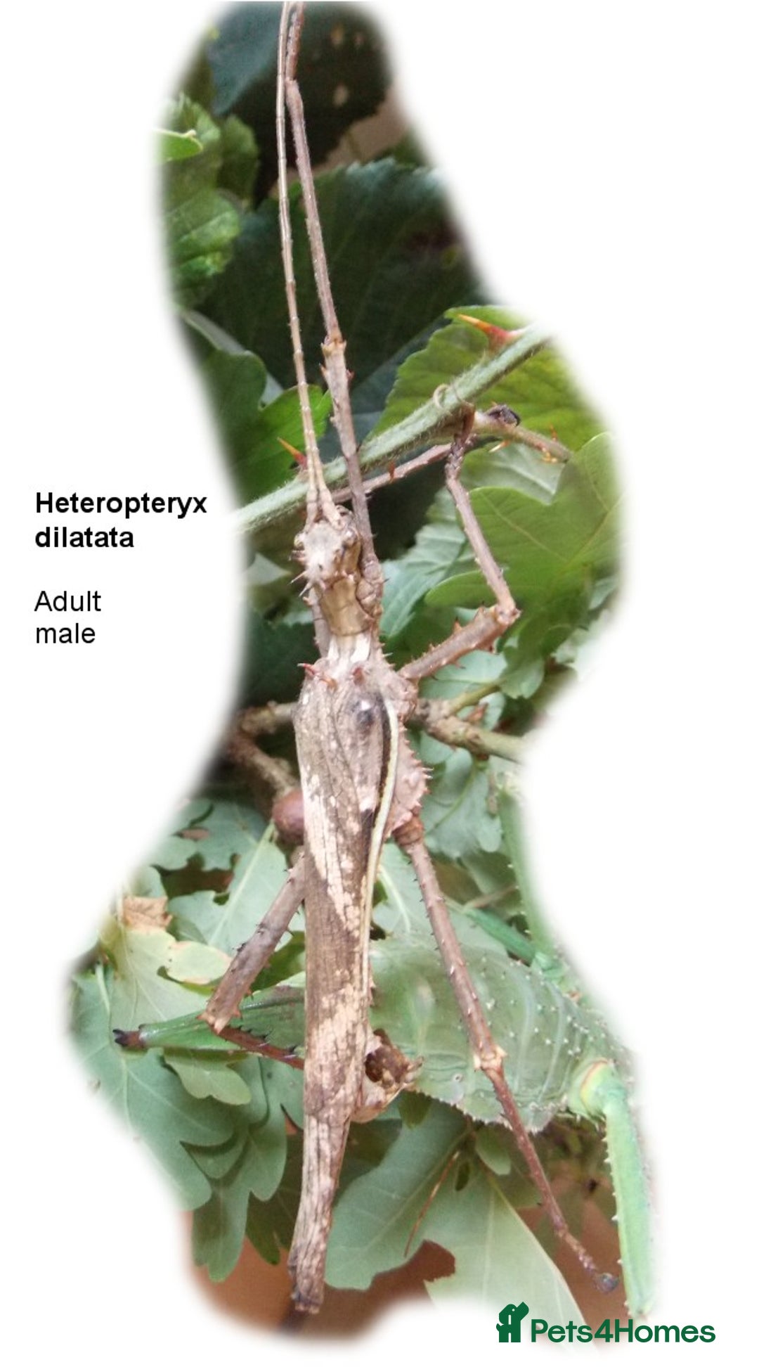 Stick Insects invertebrates for sale: Jungle Nymph Stick Insects - Large Juvenile Pair!! - Image 7