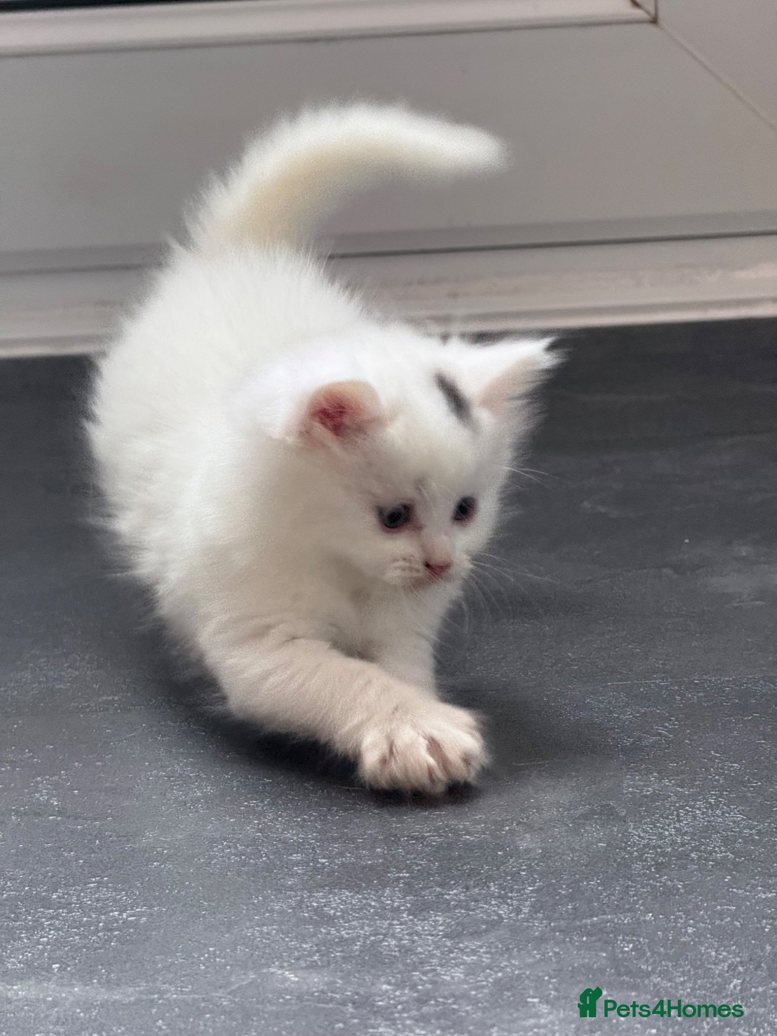 British Longhair cats British long hair crossed chunky white kitten - Advert 6