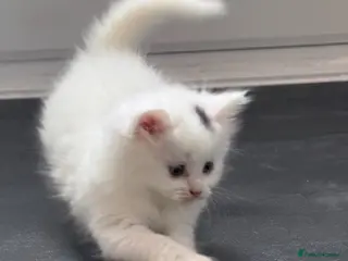 British Longhair cats British long hair crossed chunky white kitten - Advert 10