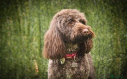 Cockapoo dogs for sale: F1b cockapoo ready to leave now last girl left - Image 24