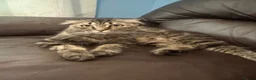 British Shorthair cats for sale: British shorthair kittens  in Cardiff - Advert 1