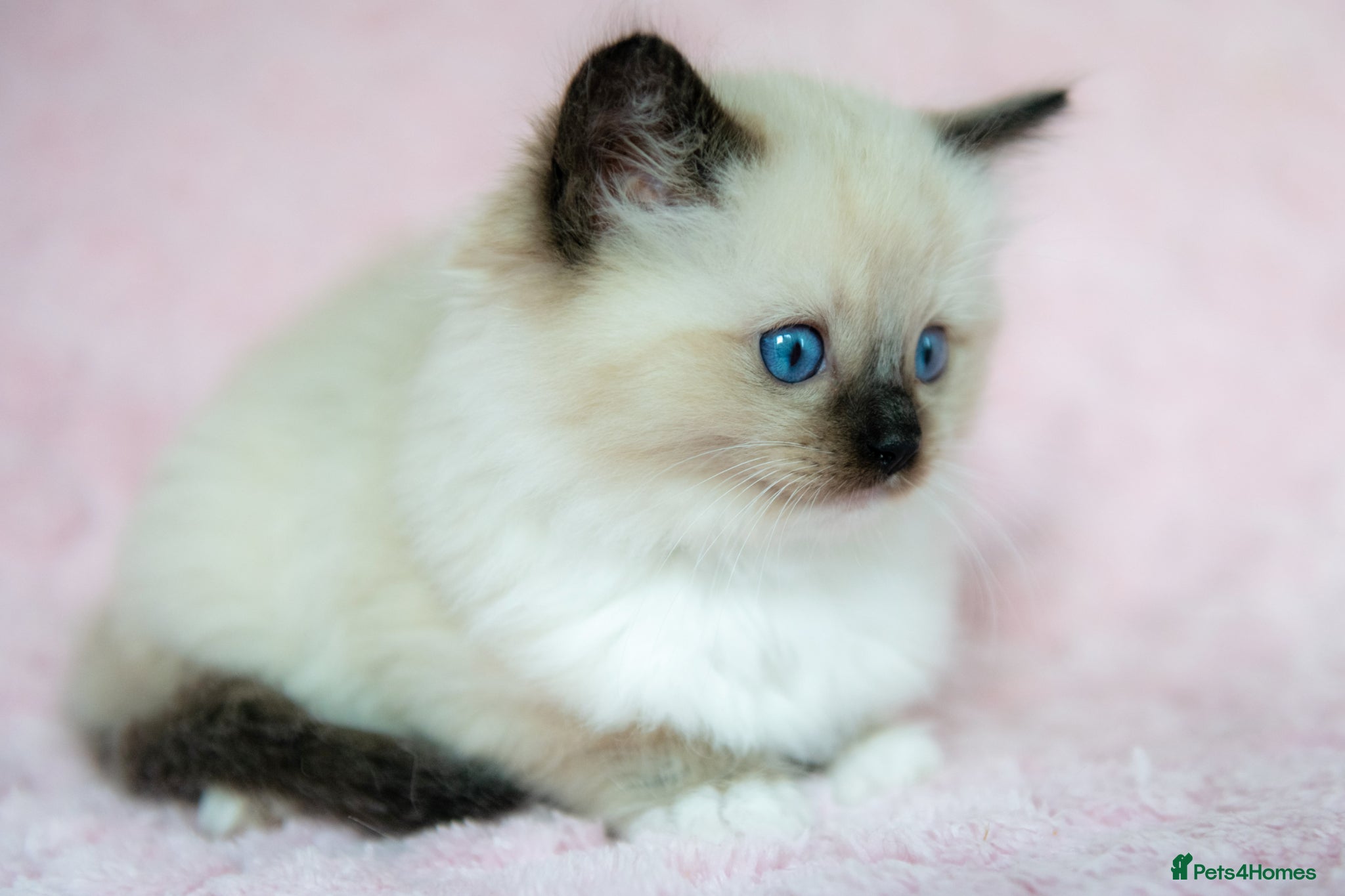 Ragdoll cats Stunning Ragdolls Ready Now. - Advert 2