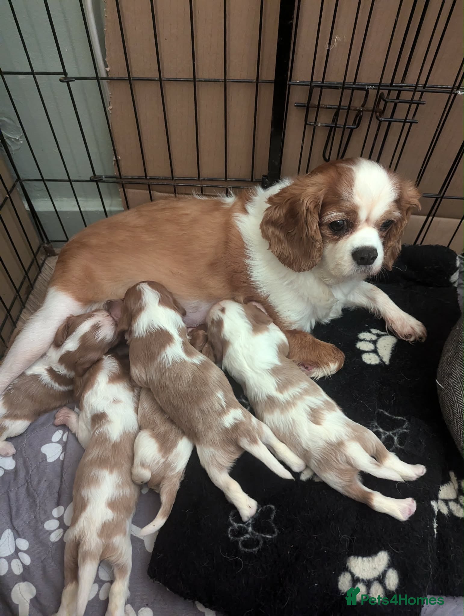 Cavalier King Charles Spaniel dogs King Charles cavalier puppies  - Advert 1