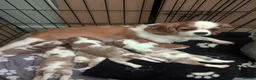 Cavalier King Charles Spaniel dogs for sale: King Charles cavalier puppies  in Maryport - Advert 1