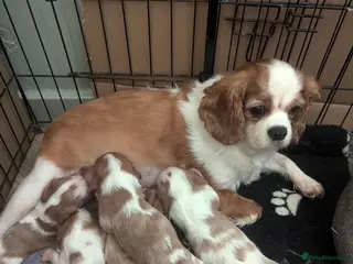 Cavalier King Charles Spaniel dogs King Charles cavalier puppies - Advert 5