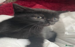 Mixed Breed cats for sale: 6 adorable kittens for sale!  - Image 9