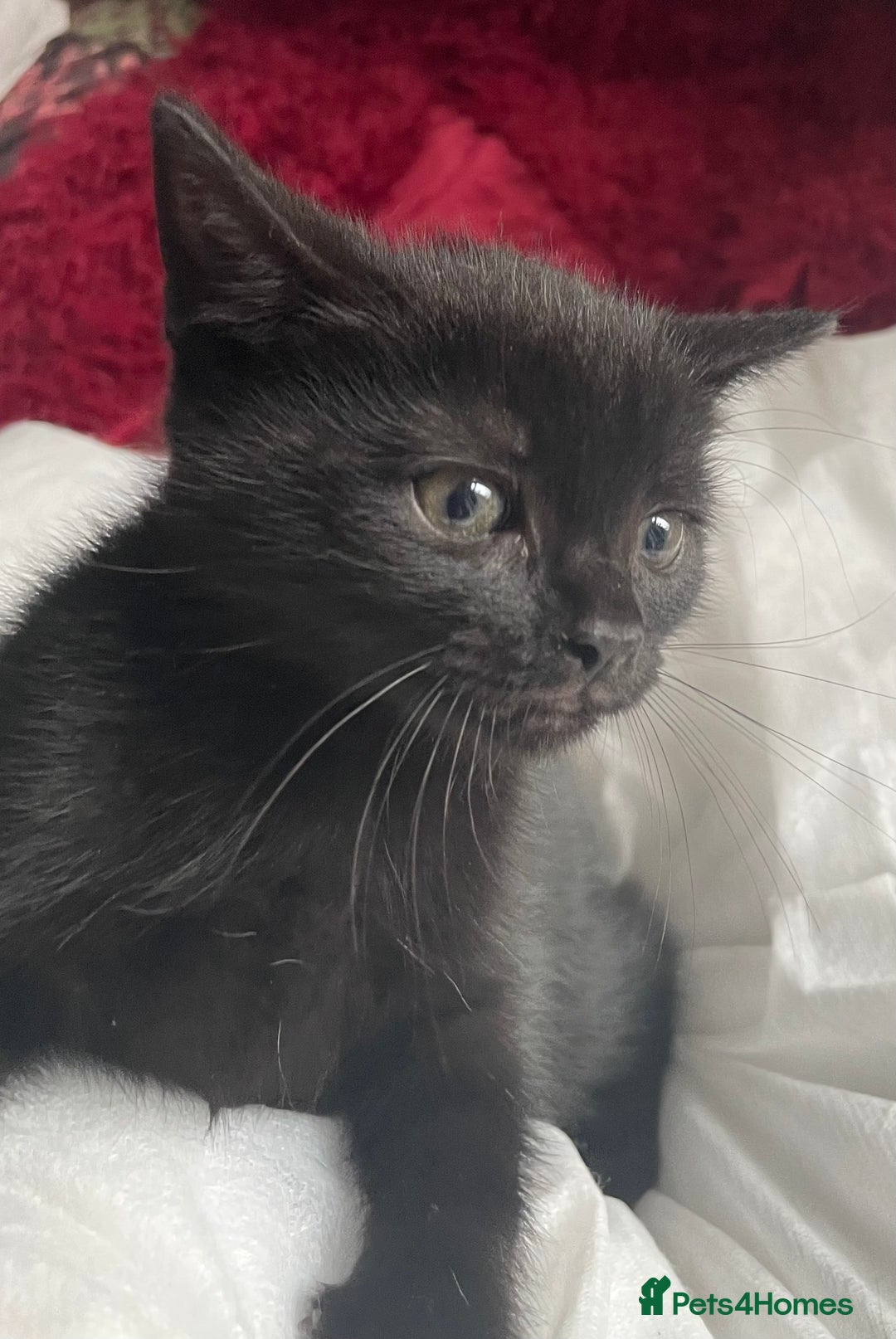 Mixed Breed cats for sale: 6 adorable kittens for sale!  - Image 9