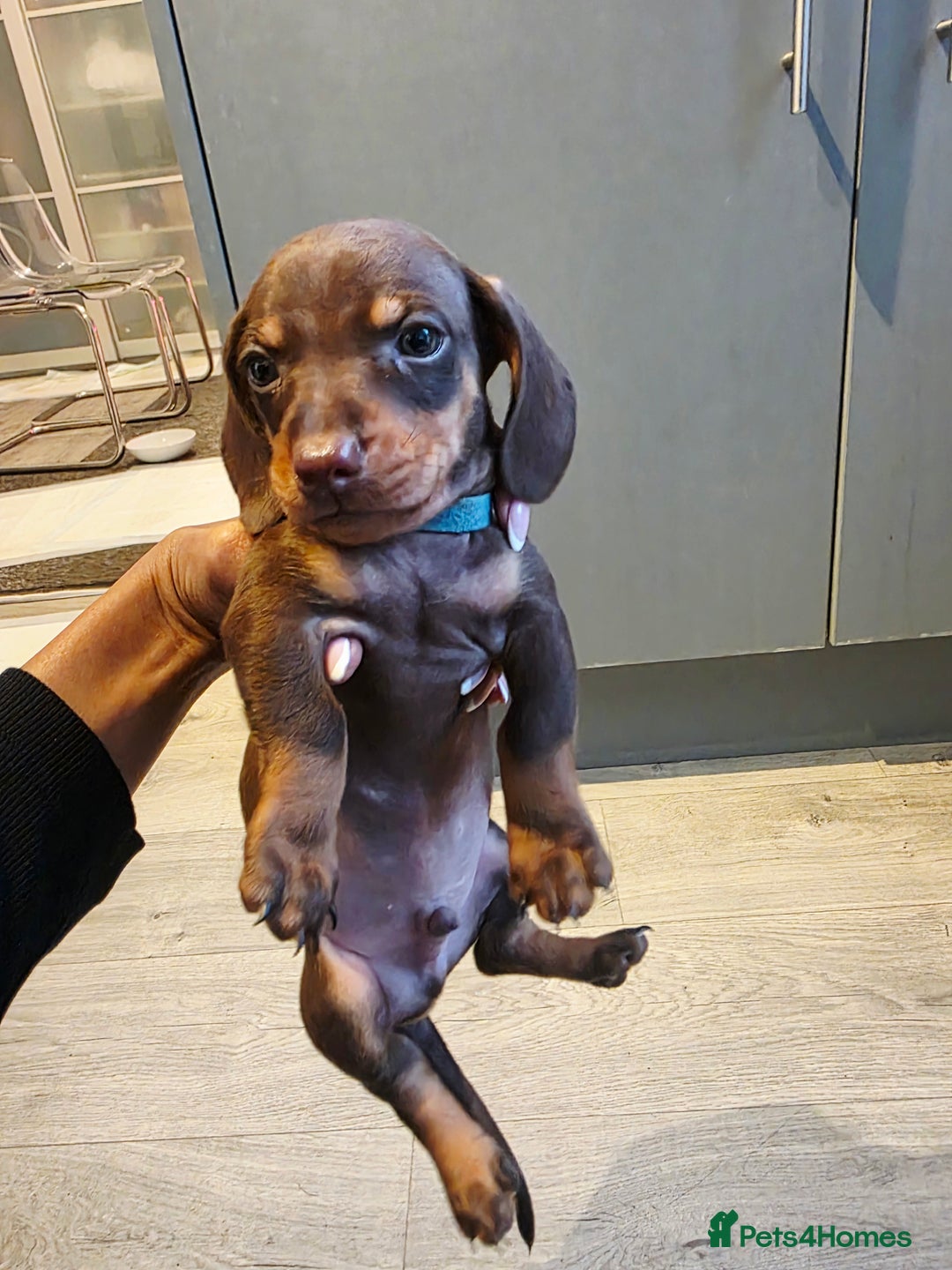Dachshund dogs for sale: READY FOR NEW HOME 🐶 - Advert 5