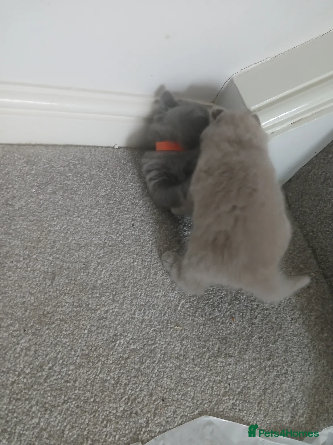 British Shorthair cats for sale: British shorthair kittens. One blue Girl left - Advert 9