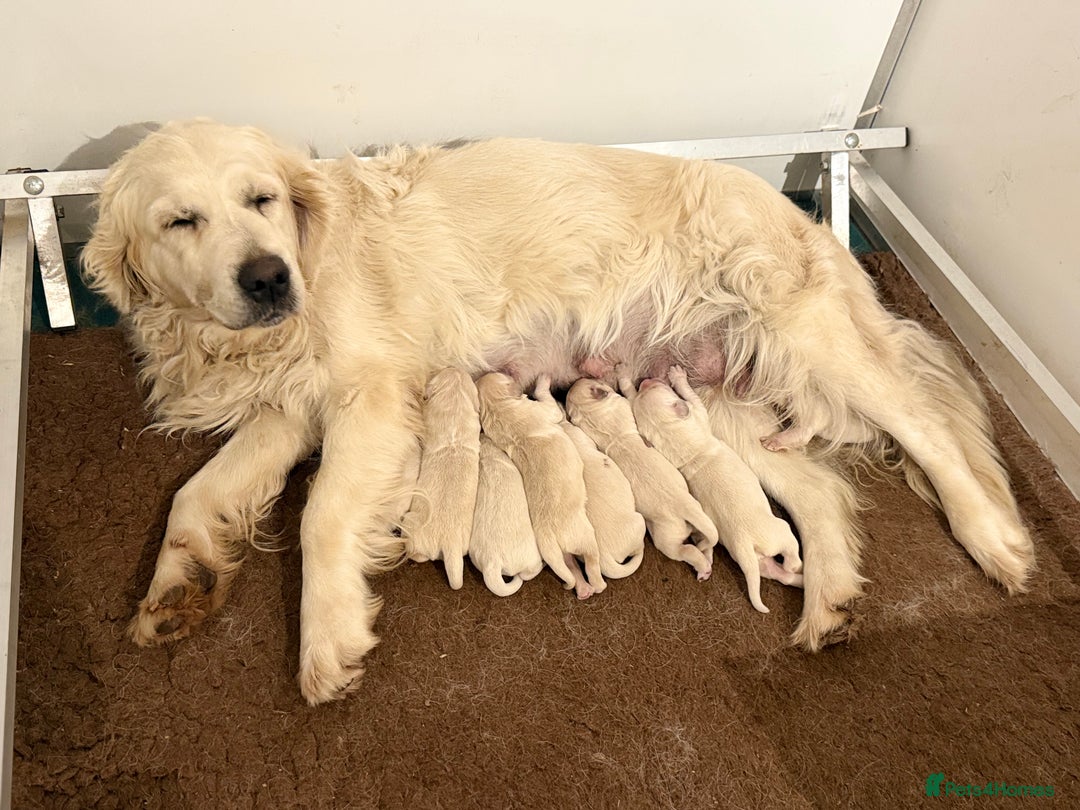 Golden Retriever dogs for sale: Kc registered DNA clear Golden Retriever Puppies - Advert 2