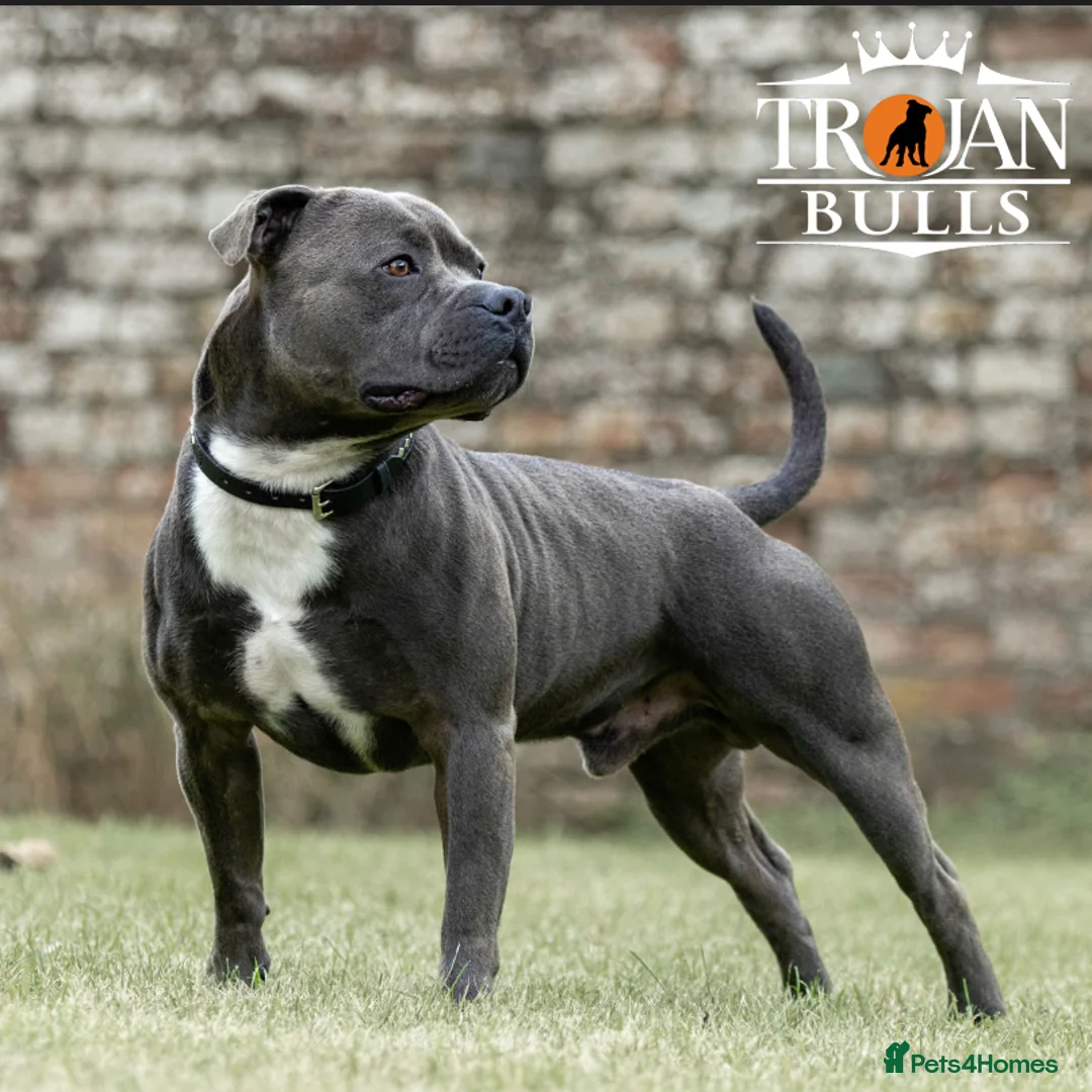 Staffordshire Bull Terrier dogs for stud: Bruno – Quality British lines Staffordshire bull t in Basingstoke - Advert 4