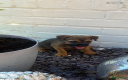 Border Terrier dogs for sale: Border terrier puppies  - Image 6