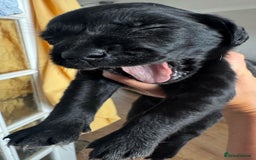 Springador dogs for sale: 8 Black Springador Puppies  - Image 8