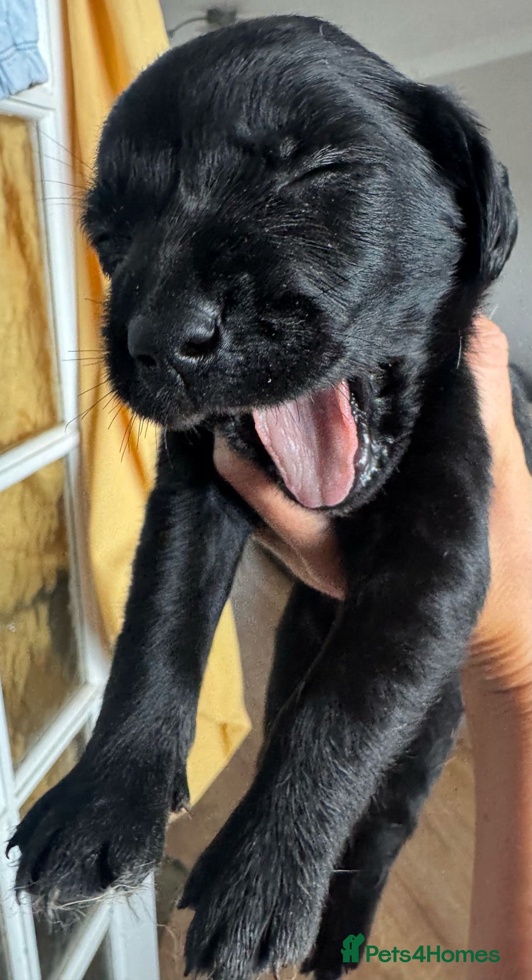 Springador dogs for sale: 8 Black Springador Puppies  - Image 8