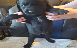 Mixed Breed dogs for sale: Stunning Litter of Labradoodle x Pyrenees - Advert 15