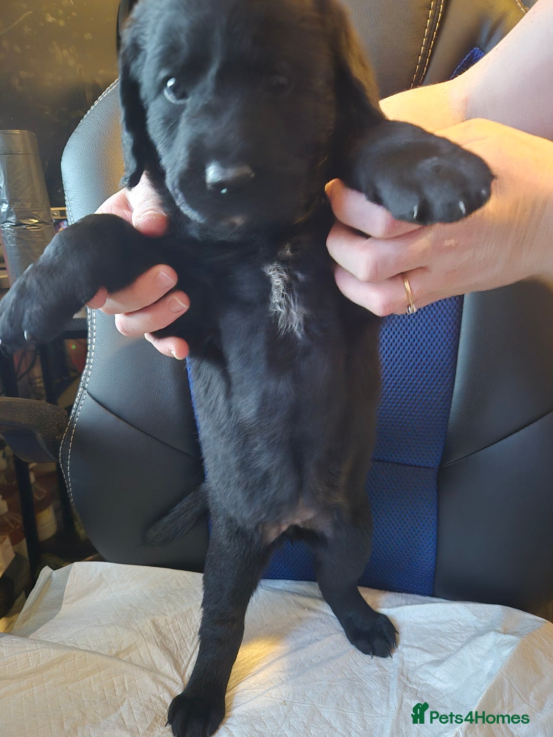 Mixed Breed dogs for sale: Stunning Litter of Labradoodle x Pyrenees - Advert 15