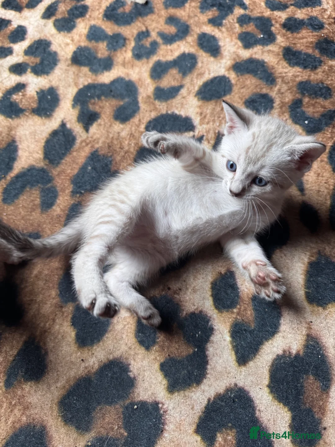 Oriental cats for sale: Only 2 remaining- snow orientals. 1 girl 1 boy - Advert 2