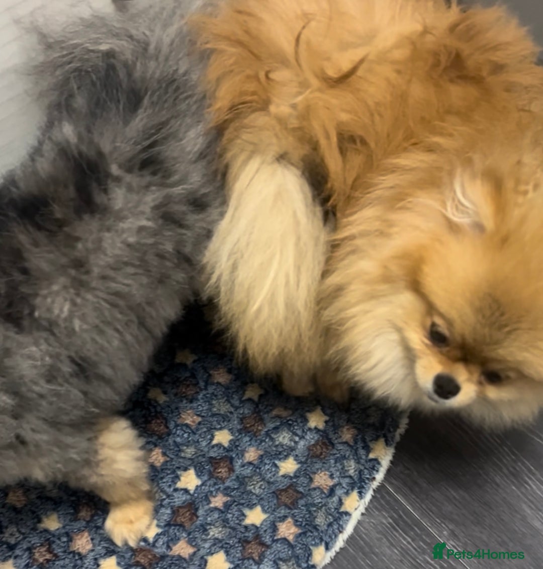 Pomeranian dogs for stud: 🎃EXPERIENCED👑KING ZIGGY & PRINCE COCO🏆STUD Boys in Bedford - Image 22