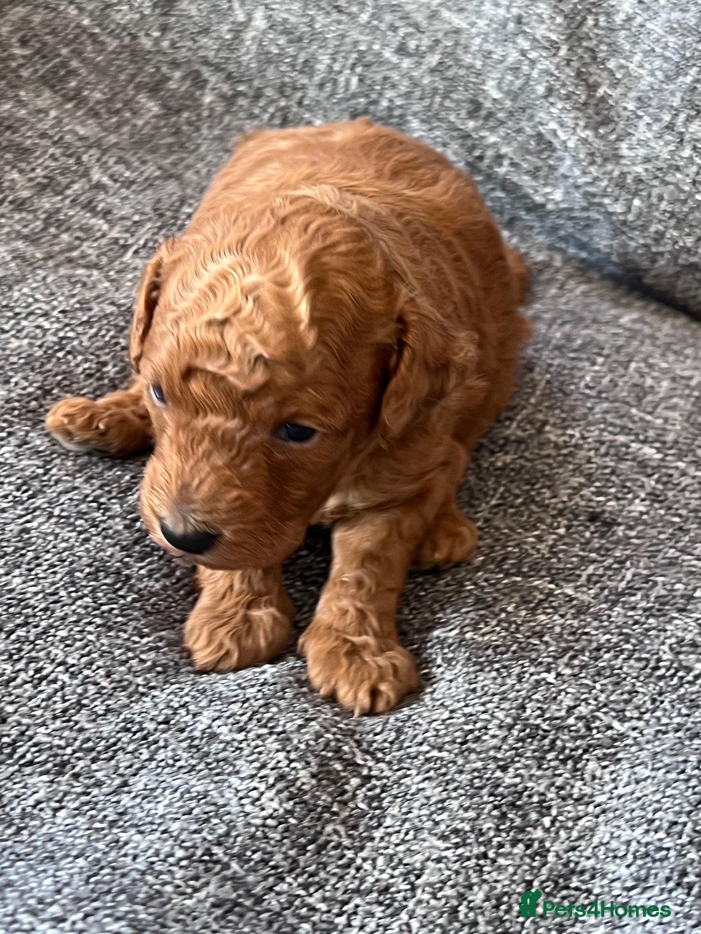 Toy Poodle dogs for sale: All shades of red kc registered toy poodles  - Advert 2
