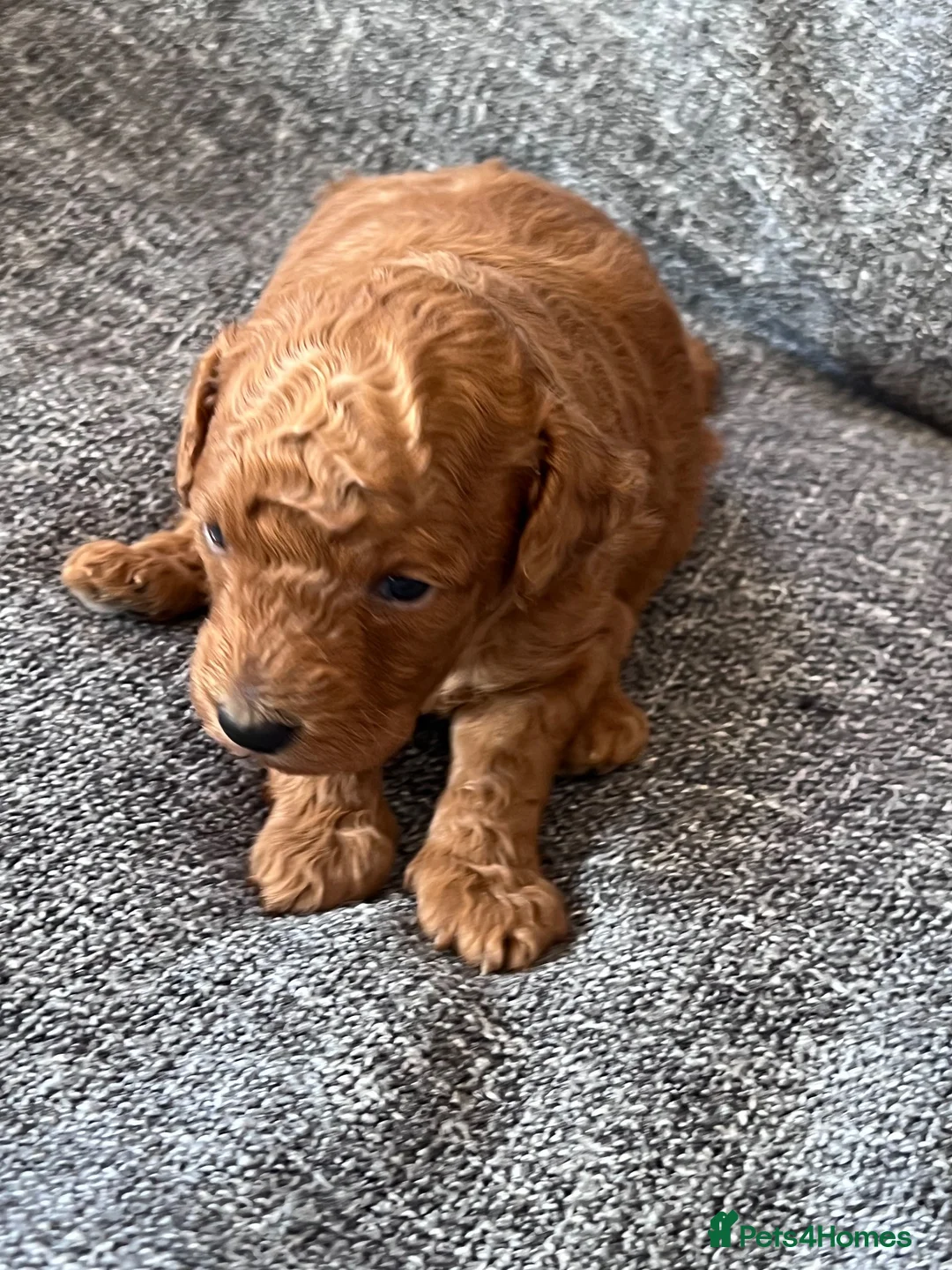 Toy Poodle dogs for sale: All shades of red kc registered toy poodles  - Advert 2