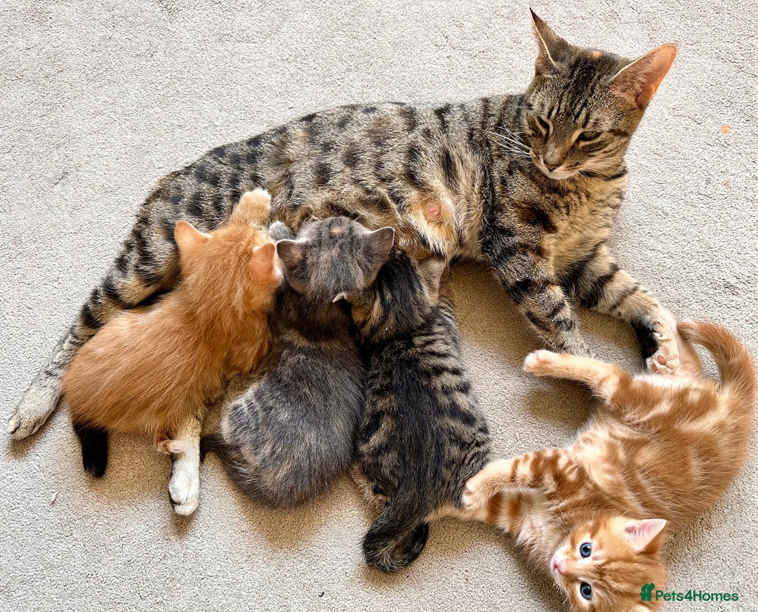 Mixed Breed cats for sale: Amiable mixed breed kittens - Image 2